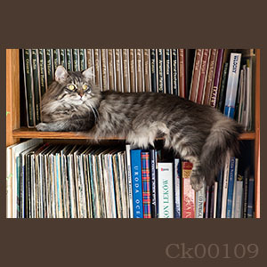 Fotogaleria MORZE - Andrzej Jackowski, galeria zdjęć, morskie zdjęcia, panoramy, Świnoujście